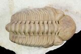 Detailed, Long Kainops Trilobite - Oklahoma #95688-1
